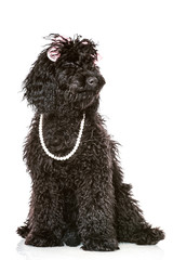 Black poodle - Schwarzer Pudel