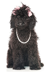 Black poodle - Schwarzer Pudel