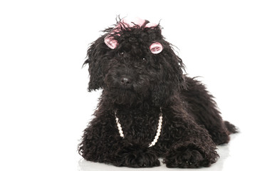 Black poodle - Schwarzer Pudel