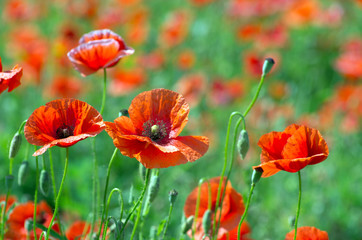 red poppy