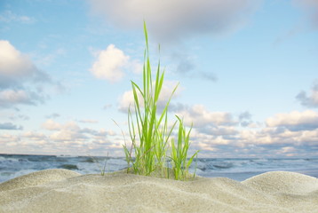 dune grass and sea