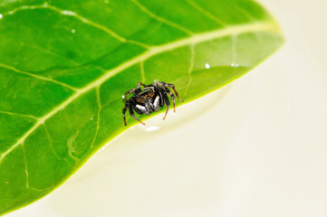 jumping spider on a leaf