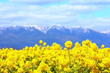 菜の花と山