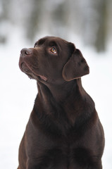 Brown labrador portrait