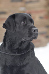 Black labrador portrait