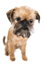 cute puppy with a big head