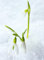 beautiful snowdrops in snow isolated on white