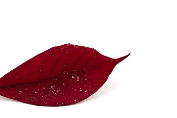 Red leaf isolated on white .