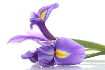 Fotobehang Iris Paarse irisbloem, geïsoleerd op wit