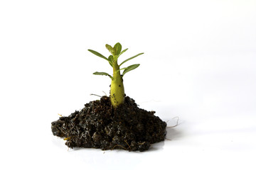 Young plant in ground over white