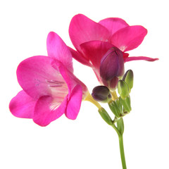 Fototapeta na wymiar Różowa frezja kwiat, samodzielnie na białym tle