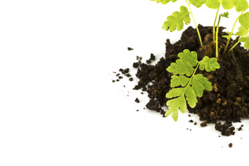 Plant of fern family on white background