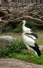 Two White Storks