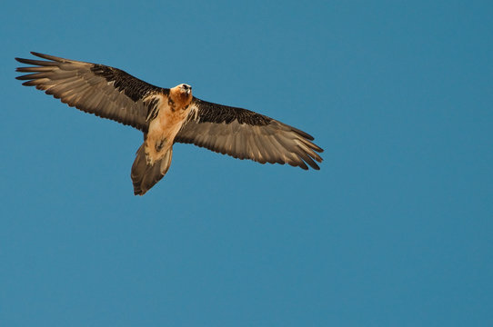 gipeto in volo
