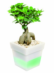 Bonsai in der Schale