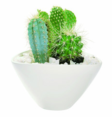 Kakteen in der Schale
