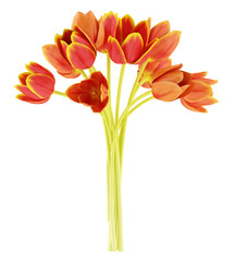 bouquet of orange tulips isolated on white background