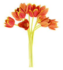 bouquet of orange tulips isolated on white background