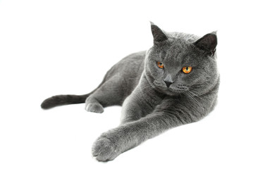 British Shorthair cat, isolated on a white background