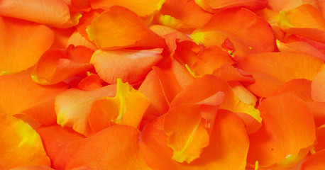 Orange fiery rose petals, texture, horizontal background