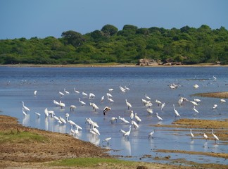 White birds in a pool in the Yala national park in Sri Lanka
