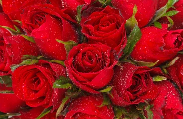 Foto auf Leinwand rote Rose © darkkong