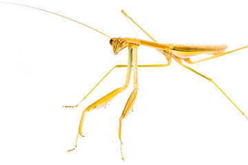 Praying Mantis isolated on white background