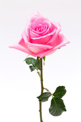 Fototapeta premium pink rose