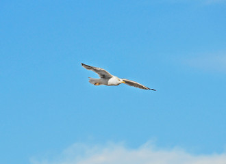 Big seagull flying in the blue sky