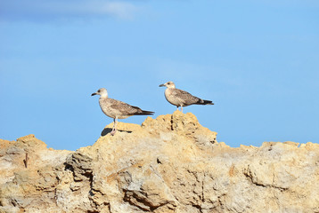 Big seagull on rock in Odessa, Ukraine