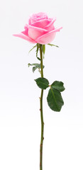 Obraz premium pink rose