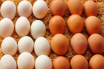 Duck eggs and chicken eggs