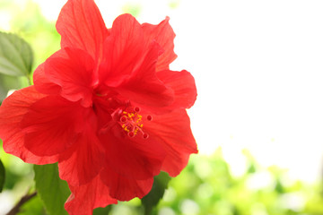 Red hibiscus flower