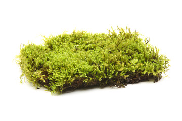 Green moss