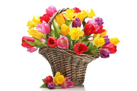 Fototapeta Tulips and daffodils in basket