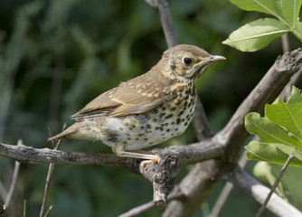 Song thrush chick.