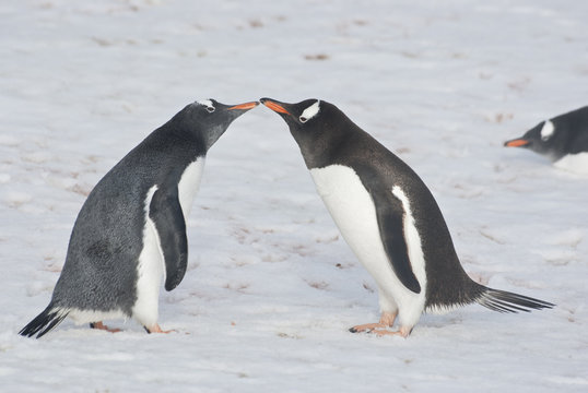 Young and adult gentoo penguins.