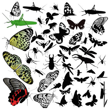 insects animals butterfly