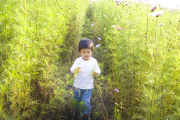 コスモス畑で遊ぶ子供
