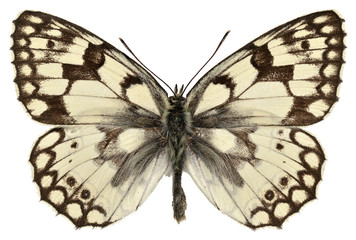 Isolated Esper's Marbled White butterfly