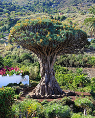 Fototapeta na wymiar Smok Drzewo na Teneryfie, Wyspy Kanaryjskie