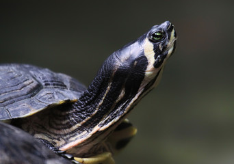 Close-up view of a Yellow-bellied slider (Trachemys scripta)