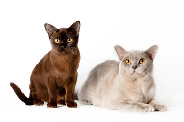 two burmese cats together