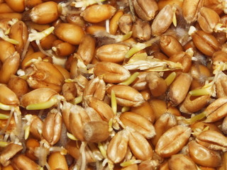 nahaufnahme frische weizenkeime