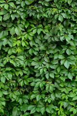 Background Texture Of Lush Vegetation On A Hedge