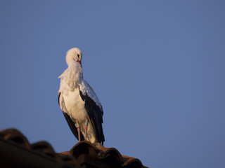 White stork