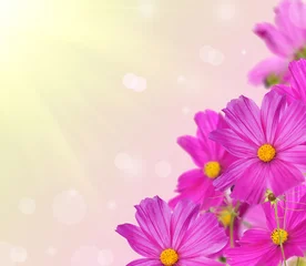 Photo sur Plexiglas Macro coin de fleurs roses sur fond clair