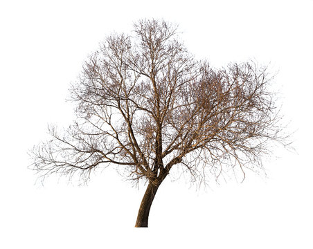 large bare winter isolated tree