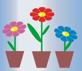 flowers in pots