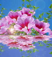 Obraz premium HIBISCUS ROSA SYRIACUS, ROSA DE SIRIA
